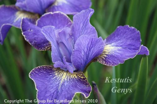 Kestutis Genys 16.5 (4)